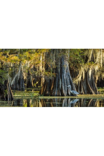 Кипарис болотний купити